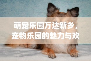 萌宠乐园万达新乡，宠物乐园的魅力与欢乐