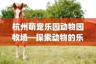 杭州萌宠乐园动物园牧场—探索动物的乐园