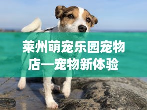 莱州萌宠乐园宠物店—宠物新体验