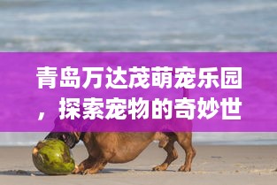 青岛万达茂萌宠乐园，探索宠物的奇妙世界