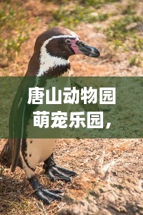 唐山动物园萌宠乐园，探秘动物世界，欢乐无限