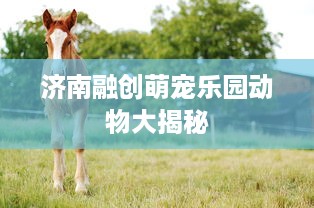 济南融创萌宠乐园动物大揭秘