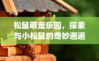 松鼠萌宠乐园，探索与小松鼠的奇妙邂逅