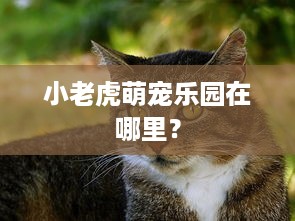 小老虎萌宠乐园在哪里？