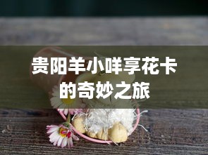 贵阳羊小咩享花卡的奇妙之旅