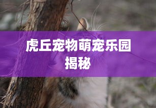 虎丘宠物萌宠乐园揭秘