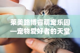 莱美路博睿萌宠乐园—宠物爱好者的天堂