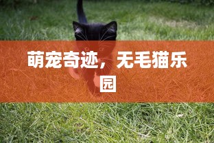 萌宠奇迹，无毛猫乐园