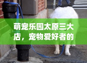 萌宠乐园太原三大店，宠物爱好者的天堂