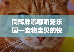 萌宠乐园感人催泪视频在线观看