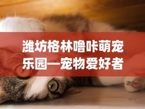 潍坊格林噜咔萌宠乐园—宠物爱好者的乐园
