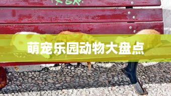 萌宠乐园动物大盘点