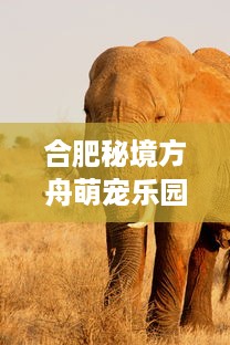 合肥秘境方舟萌宠乐园—探索动物世界的奇幻乐园