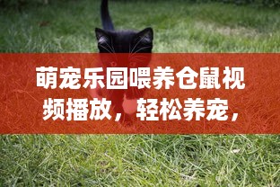 萌宠乐园喂养仓鼠视频播放，轻松养宠，乐趣无穷