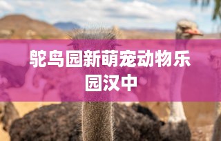 鸵鸟园新萌宠动物乐园汉中