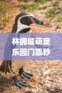 林拥城萌宠乐园门票秒杀—抓住机会，与萌宠共度欢乐时光！