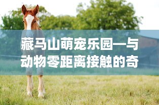 藏马山萌宠乐园—与动物零距离接触的奇妙之旅