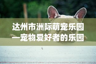 达州市洲际萌宠乐园—宠物爱好者的乐园