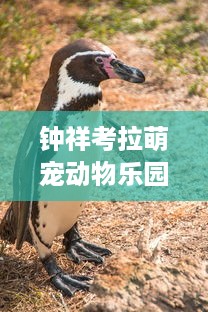 钟祥考拉萌宠动物乐园—探索动物世界的奇妙之旅