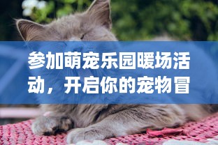 参加萌宠乐园暖场活动，开启你的宠物冒险之旅