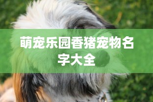 萌宠乐园香猪宠物名字大全