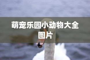 萌宠乐园小动物大全图片