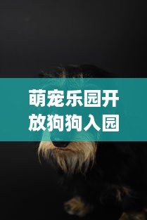 萌宠乐园开放狗狗入园指南