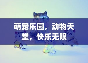 萌宠乐园，动物天堂，快乐无限