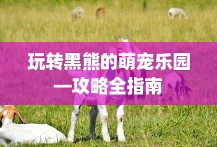 玩转黑熊的萌宠乐园—攻略全指南