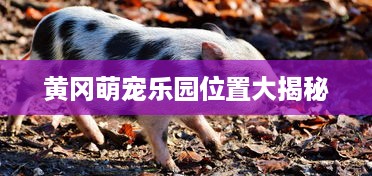 黄冈萌宠乐园位置大揭秘