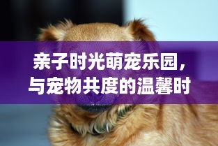 亲子时光萌宠乐园，与宠物共度的温馨时光