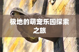 极地的萌宠乐园探索之旅