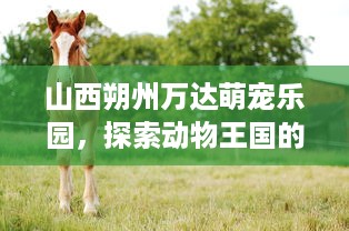 山西朔州万达萌宠乐园，探索动物王国的奇妙之旅