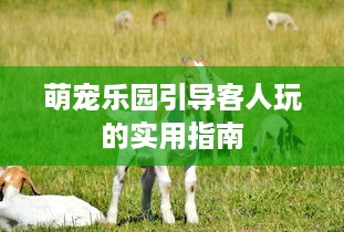 萌宠乐园引导客人玩的实用指南