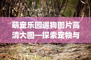 萌宠乐园遛狗图片高清大图—探索宠物与人类的和谐共生