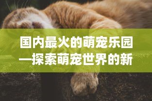 国内最火的萌宠乐园—探索萌宠世界的新天地