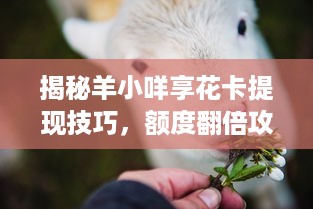 揭秘羊小咩享花卡提现技巧，额度翻倍攻略+避坑指南