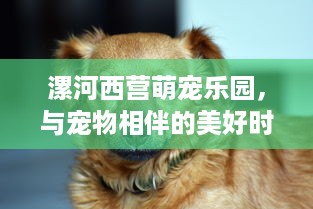 漯河西营萌宠乐园，与宠物相伴的美好时光