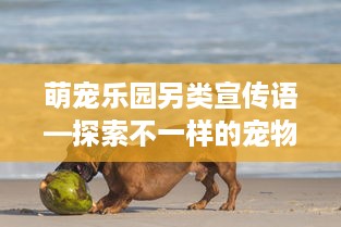 萌宠乐园另类宣传语—探索不一样的宠物乐园