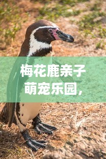 梅花鹿亲子萌宠乐园，欢乐与成长的温馨天地