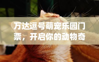 万达逗号萌宠乐园门票，开启你的动物奇遇之旅