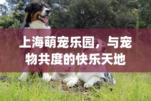 上海萌宠乐园，与宠物共度的快乐天地