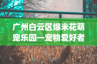 广州白云区爆米花萌宠乐园—宠物爱好者的天堂