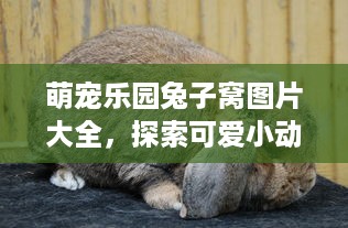 萌宠乐园兔子窝图片大全，探索可爱小动物的温馨家园