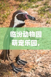 临汾动物园萌宠乐园，探秘动物世界，欢乐无限