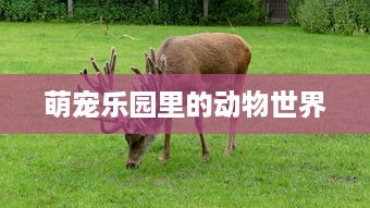 萌宠乐园里的动物世界