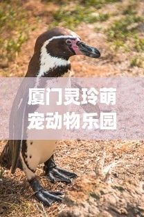 厦门灵玲萌宠动物乐园，探秘动物世界，欢乐无限