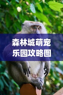 森林城萌宠乐园攻略图鉴