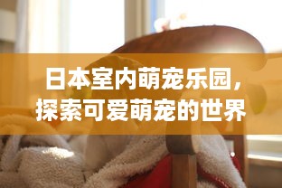 日本室内萌宠乐园，探索可爱萌宠的世界