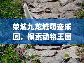 荣城九龙城萌宠乐园，探索动物王国的奇妙之旅